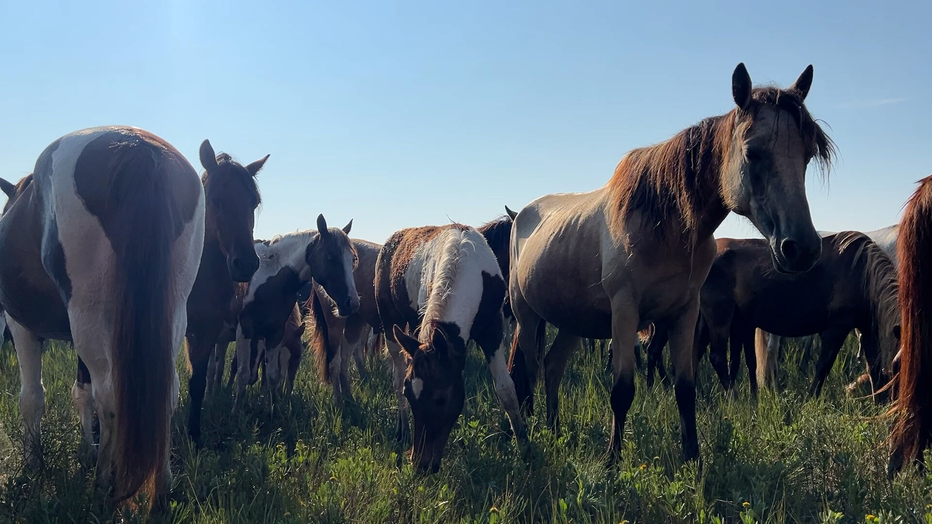 PONIES IN MARSH.jpg
